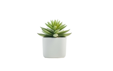 Small Potted Artificial Succulent Plant, A Touch of Nature on White or PNG Transparent Background
