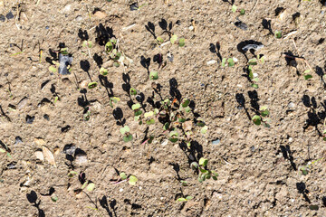 Radish seeds germinate top view