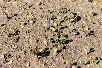Radish small plants growing in the soil