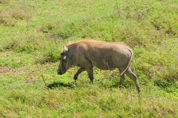 Closeup of Warthog (scientific name: Phacochoerus aethiopicus, or "Ngiri" in Swaheli) in the Serengeti/Tarangire, Lake Manyara, Ngorogoro National park, Tanzania