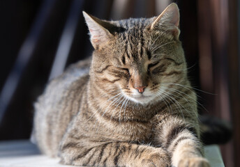 Cat portrait with grey background and green eyes