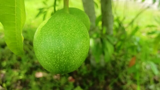 close up fruit a suicide tree.