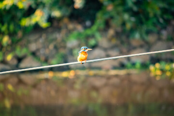 Waterside Watch: Kingfisher's Regal Pause on the Line