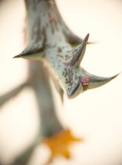 Orbea Schweinfurthii flower closeup. Selective focus of succulent house plant.