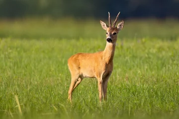Fotobehang Roe deer looking on grassland in summertime nature © Anton