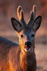 Fototapeten Portrait of roe deer chewing on field in spring evening light © Anton