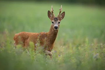 Tuinposter Side view of a roe deer buck looking to the camera and coming closer © Anton