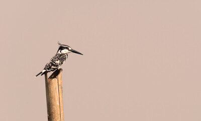 A female pied kingfisher in search of its prey