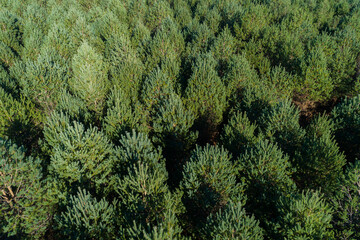 drone aerial view of a pine forest