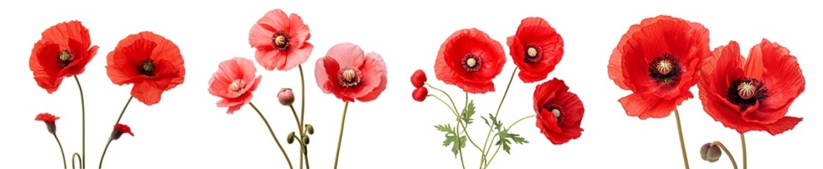 Very close-up view of red poppies with detailed like flower stalk, pistil, pollen texture, isolated white background... - obrazy, fototapety, plakaty