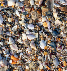 Seashells in the sand on the seashore as an abstract background. Texture
