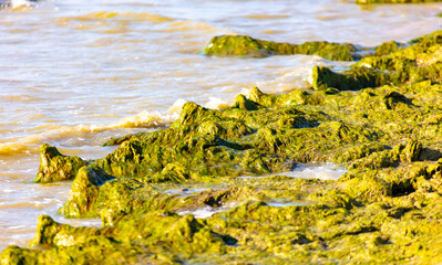Green algae on the seashore