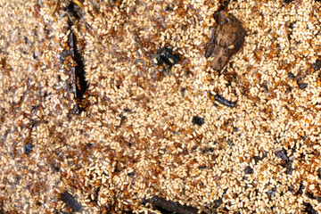 Close up of red ant eggs. Macro