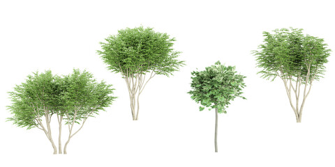 Caragana arborescens,Liriodendron tulipifera Trees collection with realistic style