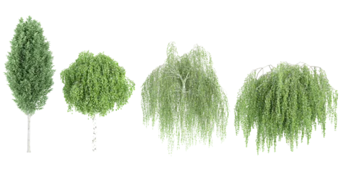 Foto op Canvas Jungle Carpinus betulus Frans Fontaine,Betula pendula Youngii trees shapes cutout 3d render © Saifstock