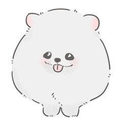 Pomeranian Puppy