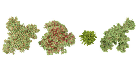 Obraz premium Jungle Delonix regia,Fagus sylvatica dawyck trees shapes cutout 3d render from the top view