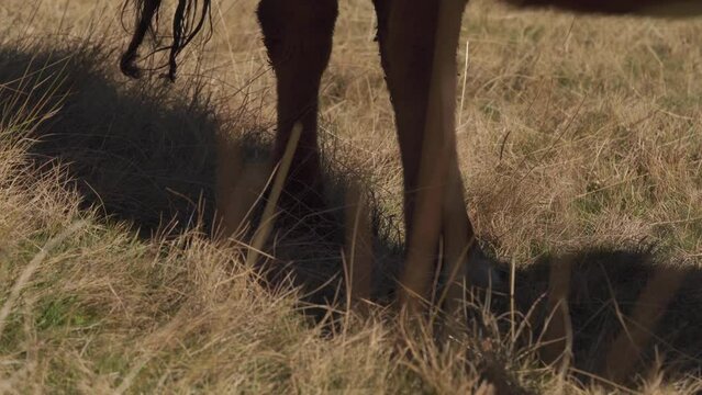 Montbeliarde Cattle With Ear Tags Grassing on Dry Field at The Farm. -  Crop Shot
