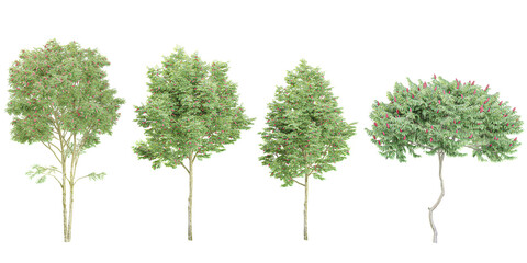 Fototapeta premium Rhus typhina,Deciduous,Bird Cherry Trees isolated on white background, tropical trees isolated used for design, advertising and architecture