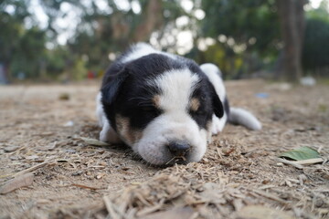 A small puppy sleeps peacefully in the street