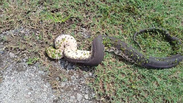 Cerberus spp, also known as the New Guinea bockadam, South Asian bockadam, bockadam snake, or dog-faced water snake close up. photo taken in malaysia