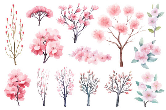 Watercolor painting Sakura trees on a white background. 