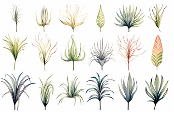 Set Of Watercolor paintings house air plants on white background. 