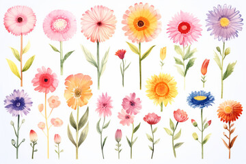 Watercolor paintings Gerbera flower symbols On a white background. 