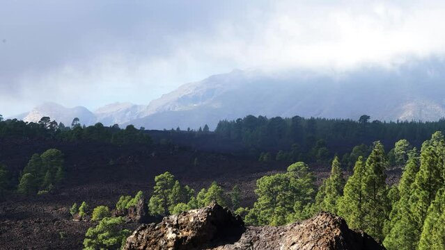 Scenic landscape at Teide National Park in Tenerife in Canary Islands of Spain, volcanic nature, green trees, slow low moving clouds over the mountains, sunny day, wide shot