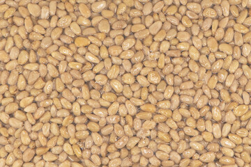 Fototapeta premium Cedar nuts in plastic bag texture background. Transparent vacuum package of pine nuts. Top view,