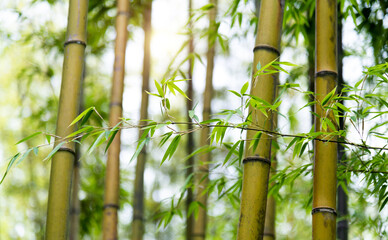 Background of green bamboo forest