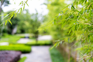 Obraz na płótnie Canvas Bamboo tree in the garden