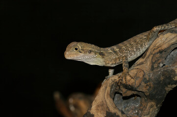 Closeup on an Australian water dragon, Intellagama lesueurii, sitting on a branch against a dark background