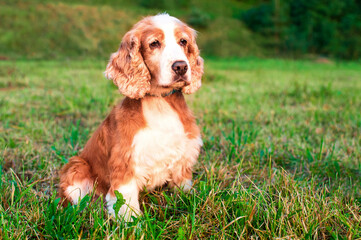 A dog of the English cocker spaniel breed is sitting on the grass. Portrait. The hunting dog is...