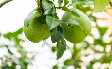 Pomelo fruits hanging on the tree