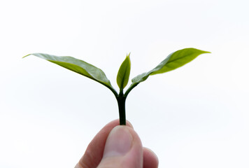 Hand holding coffee plant leaf