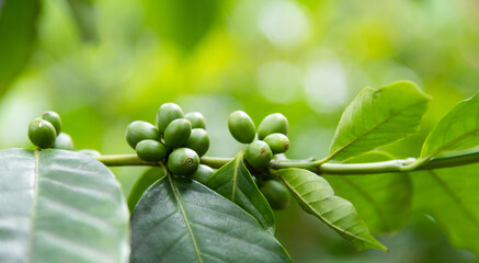 Green coffee beans on the tree