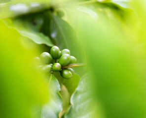 Green coffee beans on the tree