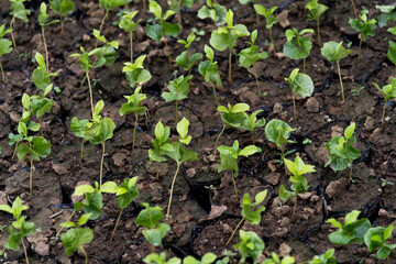 Coffee seedlings in the plantation