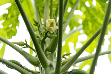 Obraz premium Papaya Flowers on the tree