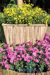 Decorative big bamboo pot with Yellow and pink chrysanthemum flowers growing in garden background