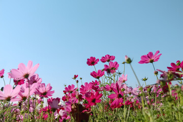 Cosmos bipinnatus pink flower field or colorful mexican aster blooming on bright blue sky in garden...