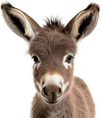 Baby donkey isolated on transparent background. PNG