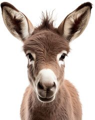 Obraz premium Baby donkey isolated on transparent background. PNG
