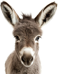 Obraz premium Baby donkey isolated on transparent background. PNG