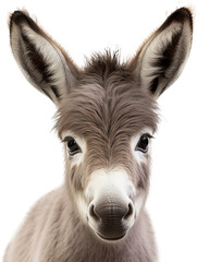 Obraz premium Baby donkey isolated on transparent background. PNG