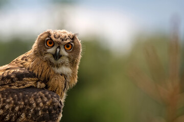 Eagle owl in the wild a portrait