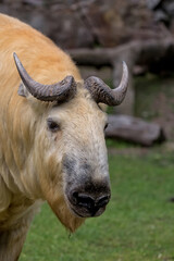 Takin in a clearing a portrait
