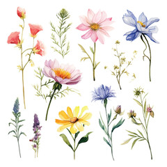 violet petal vibrant herb print watercolor elegance purple meadow exotic frame drawing botanical - obrazy, fototapety, plakaty