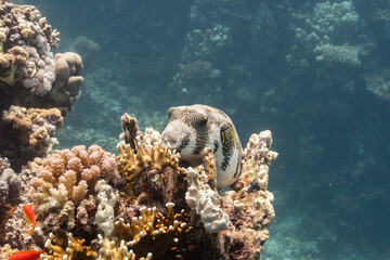 Whitespotted Pufferfish - Weißfleckenkugelfisch - Puffer - Kugelfisch